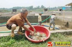 �������������壺������ֳ��ɳ����¸�