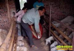 ����ʯ������ɣ���ֳ�������¸�·