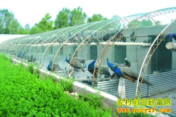 ��ֳ<a  data-cke-saved-href=http://www.zhifujing.org/special/kongque/ href=http://www.zhifujing.org/special/kongque/ target=_blank class=infotextkey>��ȸ</a>