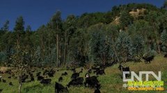 ���ϴ������϶���ֳ�����ɽ���¸�