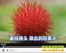 ��֦��ͷ �����ĺù���(��ë����ֲ��Ƶ)