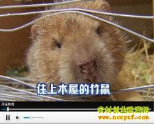 ס��ľ�ݵ�����