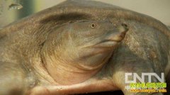 [�¸�������]�������ֵĲƸ��ɷ���