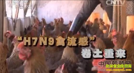 H7N9������