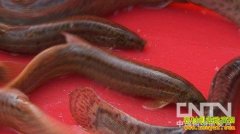 [�¸���]�����Ŀ�׼�̻�������