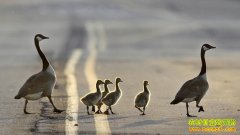 ������Ӷ���ֳ������Ƶ