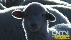 [�¸���]�����13��ĲƸ�ţ���Ի���