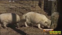 [�����е�]ʮ������ֳ���� �ð����Ƹ�