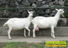 [�Ƽ�Է����ɽ��]ϸ�ڳɾͺ�����