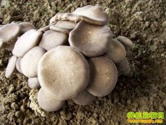 [ũ�����]���̹����༼����Ƶ