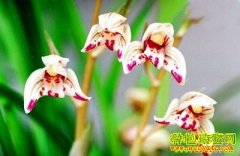 [ũ�����]���������༼����Ƶ