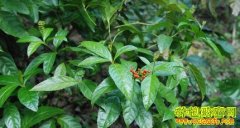 [��ɺ����ֲ]���֡��ӹ�ľ�� ����������