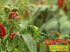 ���콷���༼����Ƶ