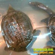 [ũ�����������]��Ϫ�ڱ���ֳ������Ƶ