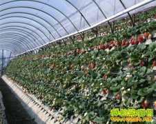 [�Ƽ�Է��ݮ��ֲ]�߼�����ͷһ��