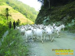 [ũ���������]������ɽ����ֳ����