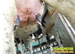 [ũ���������ţ]��ţ�鷿�׵��ۺϷ�����Ƶ