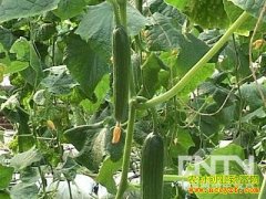 [ũ�����]�����ƹ��＾�������༼����Ƶ