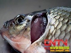 [ũ�����]���������㲡ʶ���������Ƶ