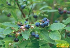 [ũ�����]������ݮ��ֲ������Ƶ