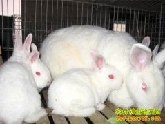 [ũ���������]��������ֳ������Ƶ