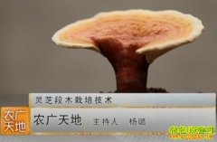 [ũ�������֥��ֲ]��֥��ľ���༼����Ƶ