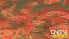 [�¸�����������]��Ǯ�Ϳ�һ�ֻ��ɫ����