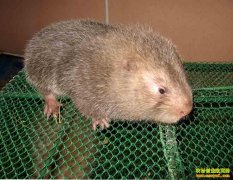 [�����е�������]��������ʯ���ĵ����ĲƸ�