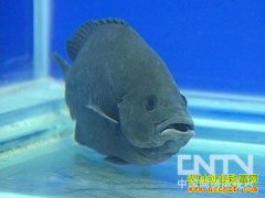 [ũ���������]��ˮ������ֳ������Ƶ