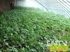 [ũ�����]��������������ֲ������Ƶ