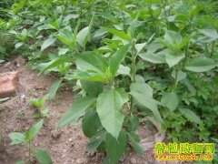 [ũ�����]����(��)��ֲ������Ƶ