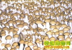 [ũ�����]����ަ���������༼����Ƶ