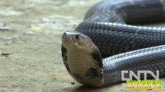 [�¸�������]���ٽ�ʦ�Ϸ���ƫҪȥ���綾��