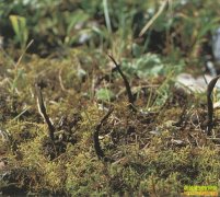 �����ֲƭ�֣���ֲ�����Ĳ��Ǽ٣�Ӽ�������