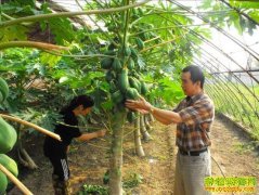 [�����е���ֲľ��]ľ�����Ͻ����Ԫ��