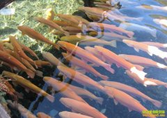 [�����е�����]�����Ҵ�Į������ ʮ��ս����