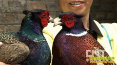 [�¸�����ɽ��]��ϣ�ֽ輦������׬Ǯ