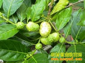 [ÿ��ũ����ֲŵ��]�ѵ�һ����ŵ����