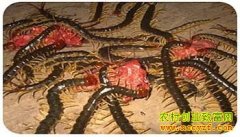 �����ֳ��һ��������ƭ��