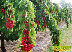 [�����е���ӣ��]ɽ��һƬ��ӣ�� �����¸�·