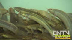 [�¸���������]���ķ������Լ��֮��ĲƸ�ת��