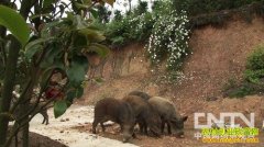 [�¸�����Ұ��]��������ѧ��ҵʧ�ܺ�ĲƸ�����