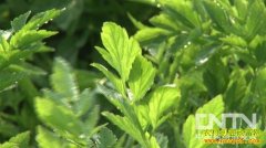 [�¸����߲���ֲ]姻���:�����Ҵ�ҵ ����