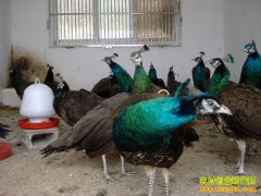 [�����е�����ȸ]��ǿС��֣��ԵĿ�ȸ��