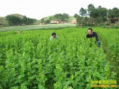 [ũ�����������]������ֲ������Ƶ