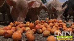 [�¸���]һ������Ů�����Ļ�ɽ���μ�