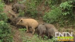 [�¸���]��ǿ��ͷ��˼����������Ǯ��ɽ��Ұ��