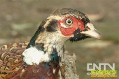 [��ɫʱ��]�廨��������������