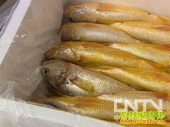 [�����е�]�����庣�����桰��