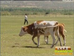 [�����е���ţ]������ľ�����ţ��